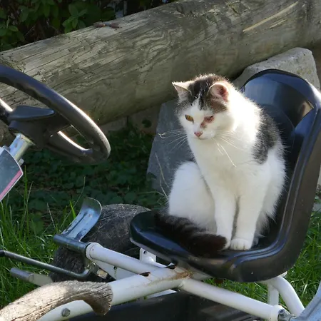 Schwaigerhof شقة Wackersberg