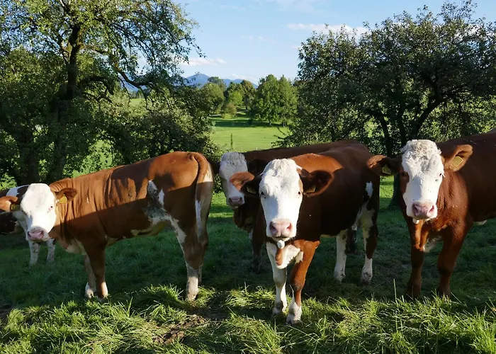 Schwaigerhof شقة *