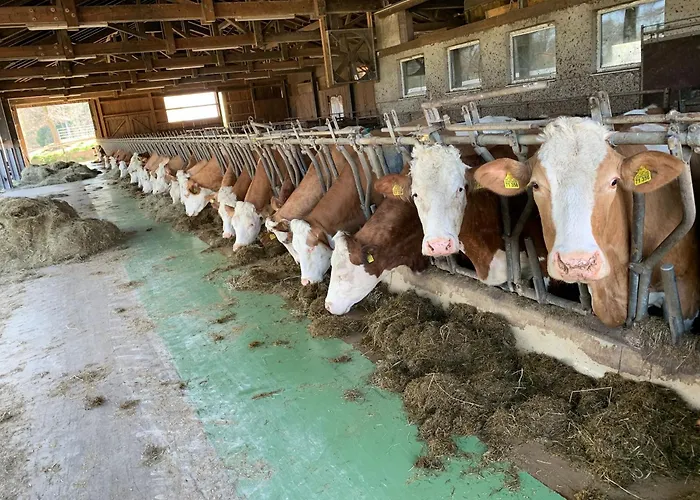 Schwaigerhof شقة *